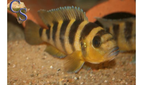 Neolamprologus sexfasciatus Gold